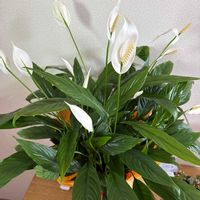 スパティフィラムの画像