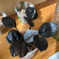 サトイモ科,ザミオクルカス,ザミオクルカス  レイヴン,観葉植物,ハイドロカルチャーの画像