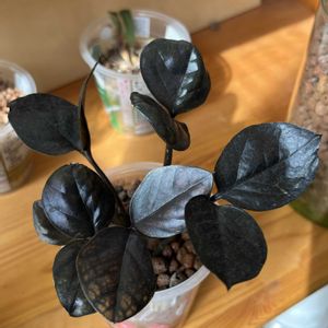 サトイモ科,ザミオクルカス,ザミオクルカス  レイヴン,観葉植物,ハイドロカルチャーの画像