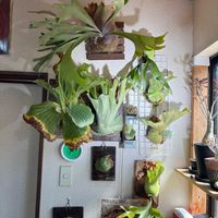 ビカクシダ コロナリウム,スパーバム,ウィリンキー　バクテリア,子株,板付けの画像