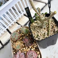 多肉植物 寄せ植え,ドルステニア・ギガス,塊根植物,成長記録,クワ科の画像