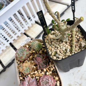 多肉植物 寄せ植え,ドルステニア・ギガス,塊根植物,成長記録,クワ科の画像