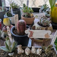 サボテン,ヒヤシンス,多肉植物,多肉ちゃん,癒しの植物の画像