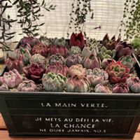 寄せ植え,エケベリア属,可愛い,美しい,キュートの画像