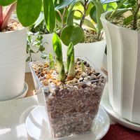 サンスベリア,サンセベリア,株分け,新芽,リビング・ダイニングの画像