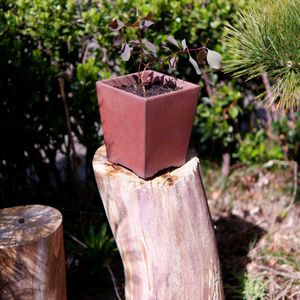 ユーカリ,ユーカリポポラス,種まき中毒,お迎え記録,GS映えの画像