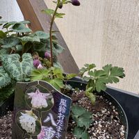 風鈴おだまき,風鈴オダマキ,ベランダの画像