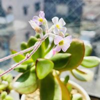 金のなる木,金のなる木,福兎耳,福兎耳,子猫の爪の画像