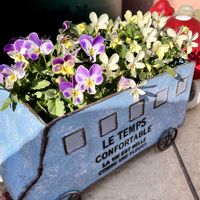 クリスマスローズ,ヒメリュウキンカ,ビオラ,ガーデニング,庭の画像