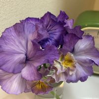 パンジー,ビオラ,家庭菜園,ベランダの画像