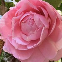 ツバキ,つばき,椿・ハッピーホリデーズ,花のある暮らし,小さな庭の画像