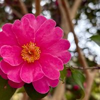 サザンカ,つばき,お出かけ,ピンクワールドへ ようこそ,楽しもう2026♪の画像