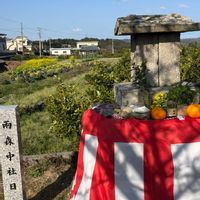 イチゴ,２０２０年５月同期,能登半島の復興を願います,社日の画像