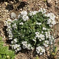 アリッサムの画像