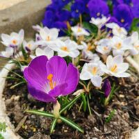 クロッカス,クロッカス・プリンスクラウス,ベランダガーデン,ガーデニング,球根植物の画像