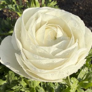 ラナンキュラス,ラナンキュラス,ラナンキュラス,ラナンキュラス,花壇の画像