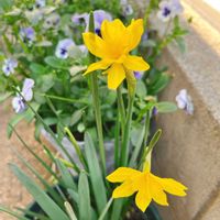 スイセン,水仙,ベランダガーデン,ガーデニング,球根植物の画像