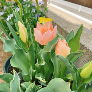 チューリップ,チューリップ・アプリコットビューティー,チューリップ・アプリコットビューティー,ベランダガーデン,ガーデニングの画像