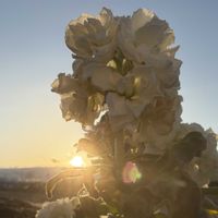 ストック,ストック,チューリップ,チューリップ,花壇の画像