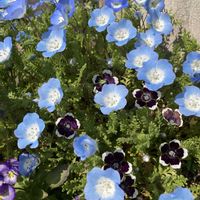 ゼラニウム,ネモフィラの画像