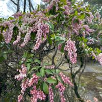 馬酔木(アセビ）,アセビ（馬酔木）,お出かけ先の画像