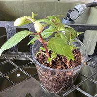 フクシア,フクシア プーニーの画像