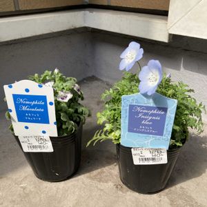 ネモフィラ,ネモフィラ・インシグニスブルー,ベランダガーデン,ラキュラータの画像