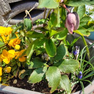 チューリップ,ムスカリ,ムスカリ,ムスカリ,ビオラの画像