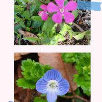 オオイヌノフグリ,オオイヌノフグリ,シレネピンクパンサー,シレネピンクパンサー,可愛い〜♡の画像