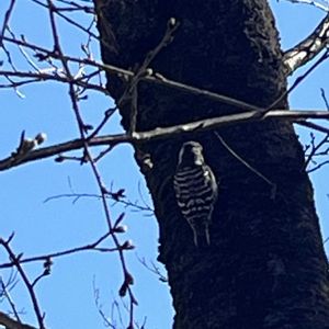 アセビ,コブシ,菜の花,植物のある暮らし,お花のある暮らしの画像