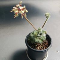 ペラルゴニウム,多肉,ペラルゴニウム　カロリヘンリキ,多肉植物,塊根植物の画像
