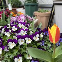 チューリップ,ビオラ,チューリップ・ストレサ,鉢植え,ガーデニングの画像