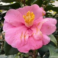 サザンカ,サザンカ,公園,花壇,ガーデニングの画像