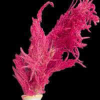 一九献上 和堂,"真っ赤かに萌え萌え燃えるケイトウ花",ドライフラワー,一句献上　和堂,赤いケイトウの花の画像