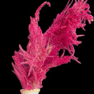 一九献上 和堂,"真っ赤かに萌え萌え燃えるケイトウ花",ドライフラワー,一句献上　和堂,赤いケイトウの花の画像