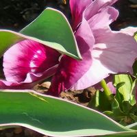 スイレンの画像