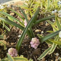 アリッサム,ムスカリ,ムスカリ　ピンクサンライズ,寄せ植え,鉢植えの画像