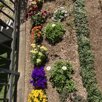 マーガレット,パンジーの画像