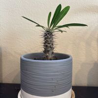 パキポディウム・ラメリーの画像