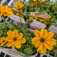 ビデンスの画像