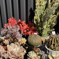 寄せ植え,リメ缶,多肉寄せ植え,多肉植物の紅葉,今日の一枚の画像