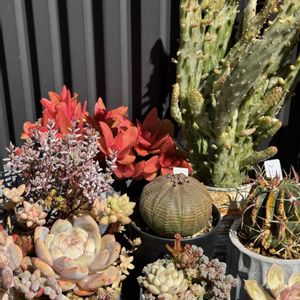 寄せ植え,リメ缶,多肉寄せ植え,多肉植物の紅葉,今日の一枚の画像