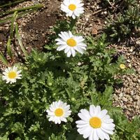 マーガレットの画像