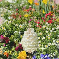 スイセン,ゼラニウム,パンジー,葉牡丹,スノーポールの画像