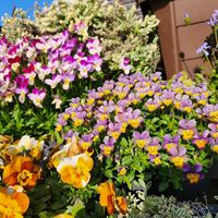 ブルーデージー,マーガレット,ビオラ,小さなお庭,お花ゾーンの画像