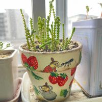 ムスコーサ,カリシアレペンス(桜色カリシア),GSの繋がりに感謝♡,毎月15日はいちごの日,ド真ん中の日の画像