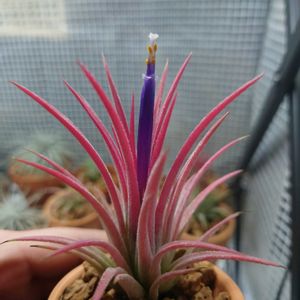 チランジア,ティランジア,イオナンタ　ホットピンク,イオナンタ　ホットピンク,エアプランツの画像