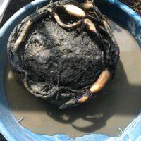 ハス,小舞妃,蓮 小舞妃,おおきくなったね♡,日々の成長を記録記録！^ ^の画像