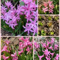 キンセンカ,クンシラン,パンジー・ビオラ,ヒヤシンス,ムスカリの画像