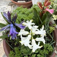 ヒヤシンス,寄せ植え,ガーデニング,球根植物,春の庭の画像